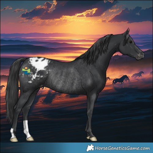 Horse Color:Black Blanket Rabicano 