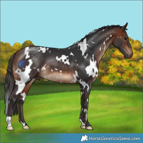 Horse Color:White Spotted Bay