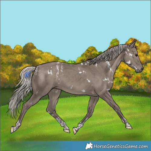 Horse Color:Powder White White Spotted Silver Grullo 