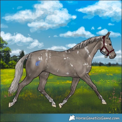 Horse Color:Powder White White Spotted Silver Grullo