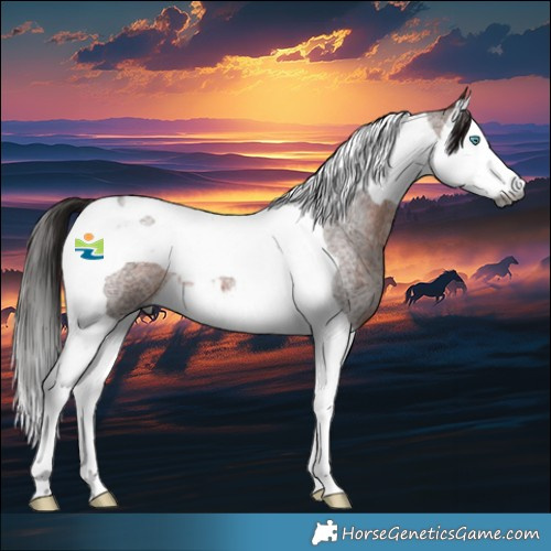 Horse Color:Gray Bay Roan Splash Tobiano 