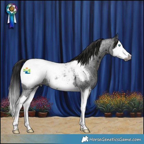 Horse Color:Gray Blue Roan Splash Appaloosa