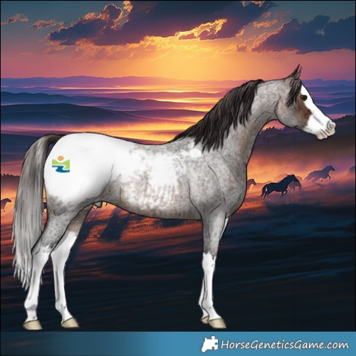 Horse Color:Bay Ice Roan Splash Appaloosa