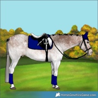 Horse Color:White Spotted Bay
