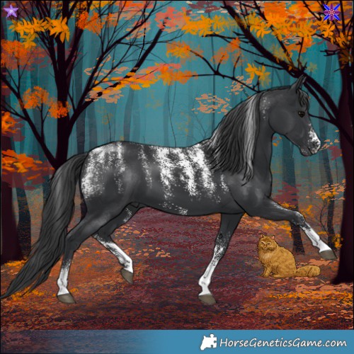 Horse Color:Powder White Black