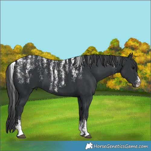 Horse Color:Powder White Black