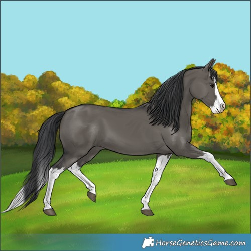 Horse Color:Grullo Splash