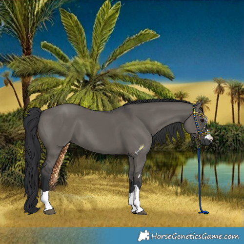 Horse Color:Grullo