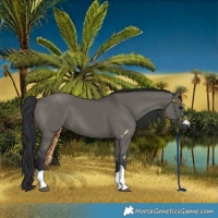 Horse Color:Grullo