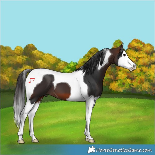 Horse Color:Brown Splash Tobiano