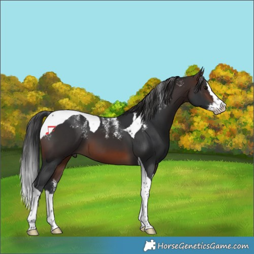 Horse Color:Powder White Brown Splash Tobiano 