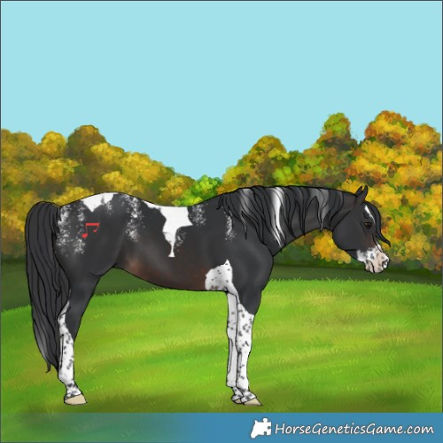 Horse Color:Powder White Brown Splash Tobiano