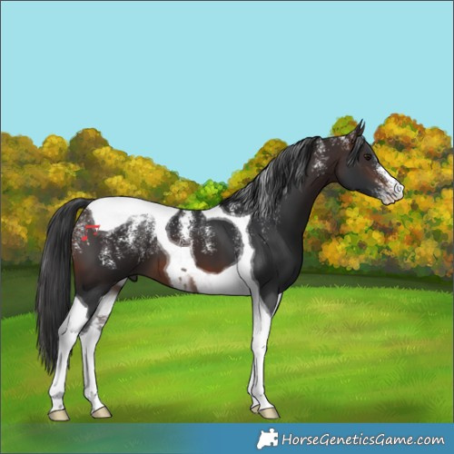 Horse Color:Powder White Brown Tobiano