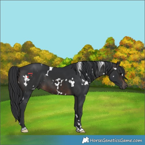 Horse Color:White Spotted Brown