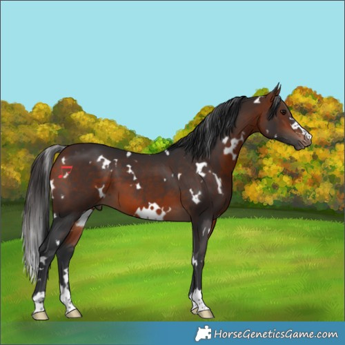 Horse Color:White Spotted Bay
