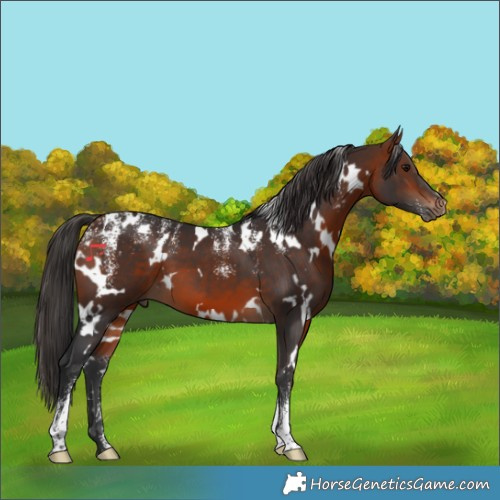 Horse Color:Powder White White Spotted Bay
