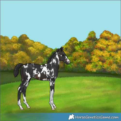 Horse Color:White Spotted Brown 