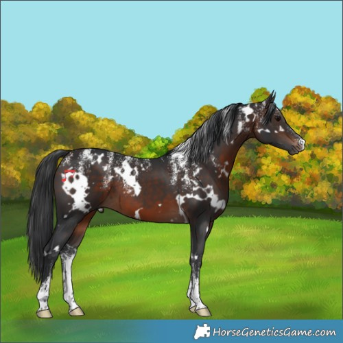 Horse Color:Powder White White Spotted Brown