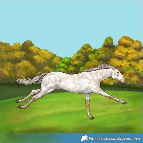 Horse Color:Palomino Roan Near Leopard 