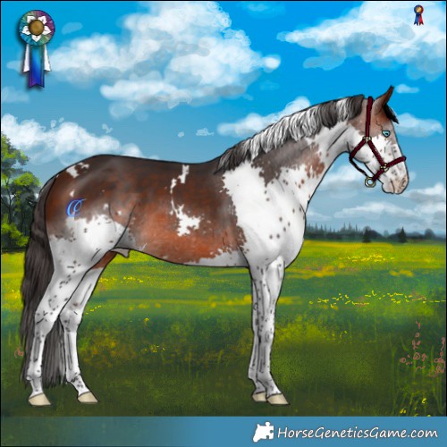 Horse Color:White Spotted Bay Splash Tobiano 