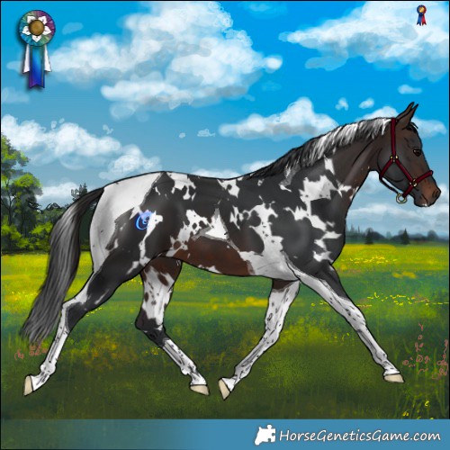Horse Color:White Spotted Bay Tobiano