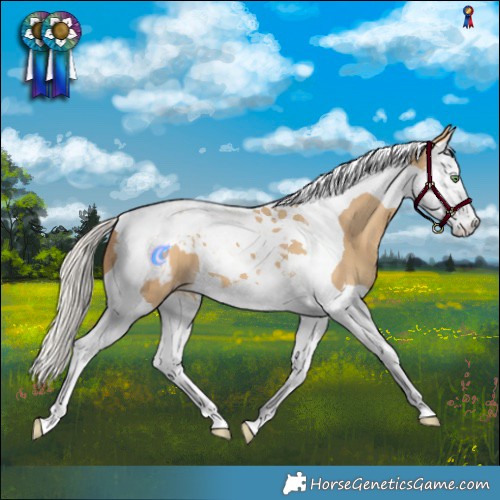 Horse Color:Silver Amber Cream Champagne Splash Tobiano Appaloosa 