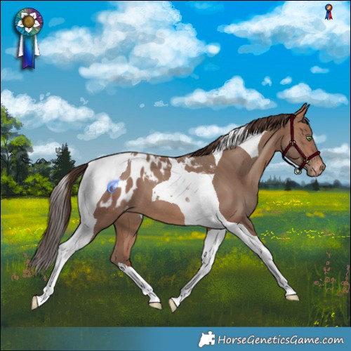 Horse Color:Sable Champagne Tobiano Appaloosa