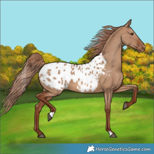 Horse Color:Red Dun Appaloosa 
