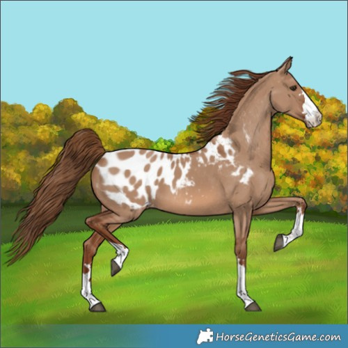 Horse Color:Red Dun Appaloosa 