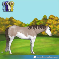 Horse Color:Classic Champagne Sabino Splash 