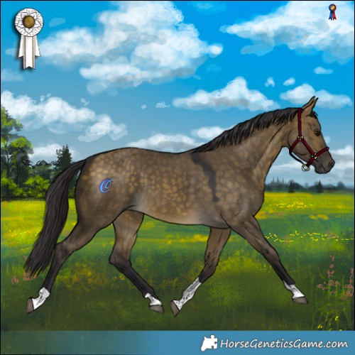 Horse Color:Buckskin Dun Tobiano Rabicano