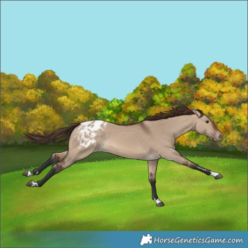 Horse Color:Brown Dun Blanket