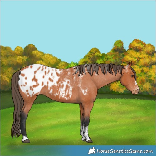 Horse Color:Powder White Bay Blanket 