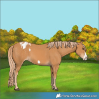 Horse Color:Chestnut Frame Blanket 