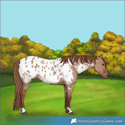 Horse Color:Red Dun Near Leopard 