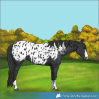 Horse Color:Black Blanket