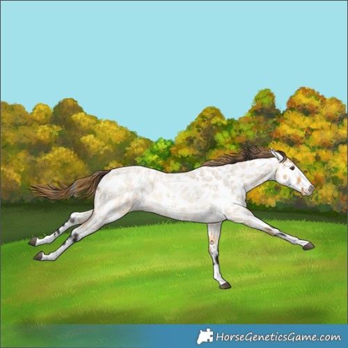 Horse Color:Buckskin Roan Dun Appaloosa