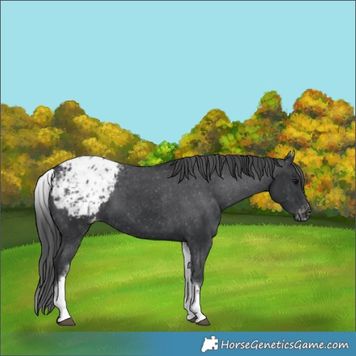 Horse Color:White Spotted Black Blanket 