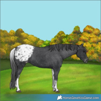 Horse Color:White Spotted Black Blanket 