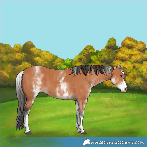 Horse Color:White Spotted Bay 