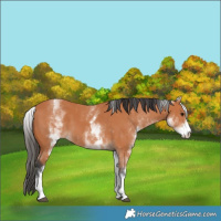 Horse Color:White Spotted Bay 