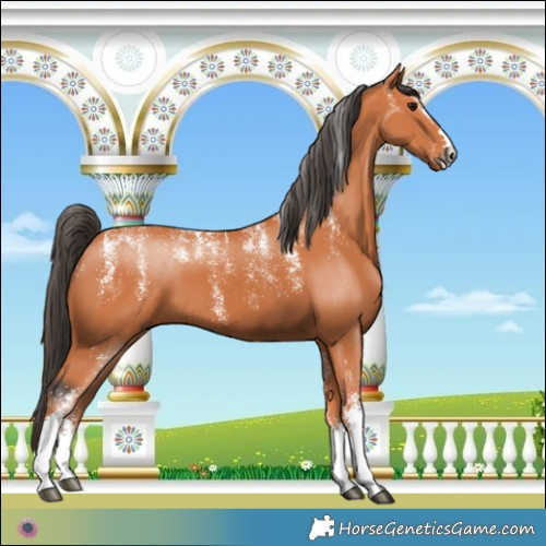 Horse Color:Powder White Bay 