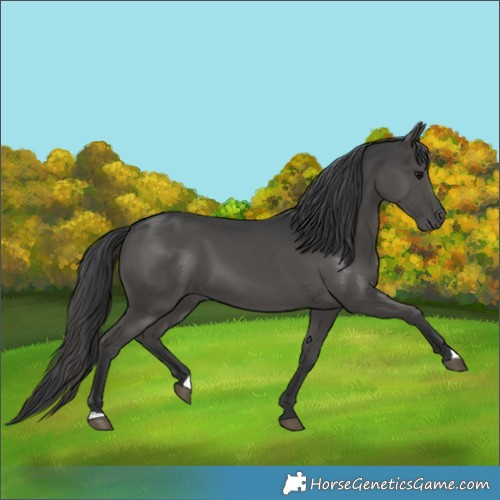 Horse Color:Black 