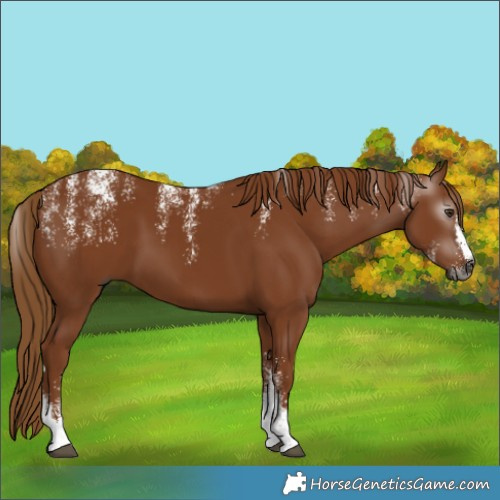 Horse Color:Powder White Gray Chestnut 
