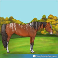 Horse Color:Powder White Bay 