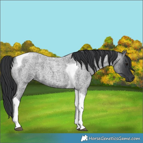 Horse Color:Blue Roan Tobiano