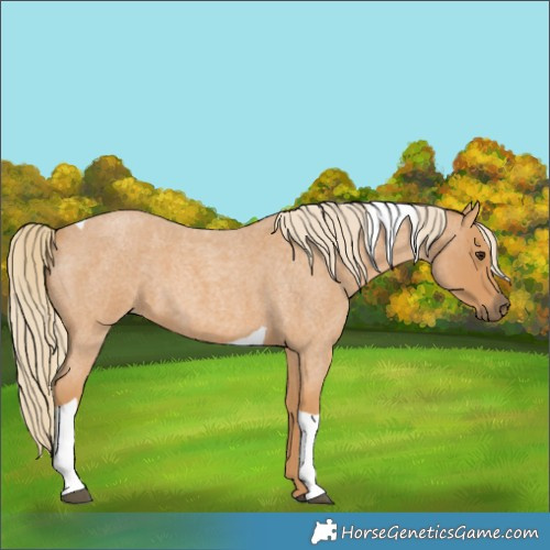 Horse Color:Red Roan Tobiano 