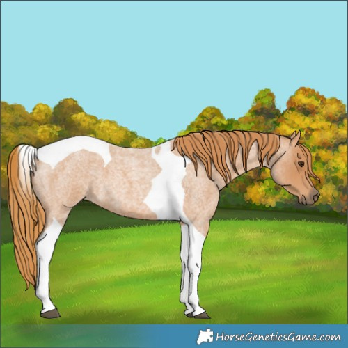 Horse Color:Red Roan Tobiano 