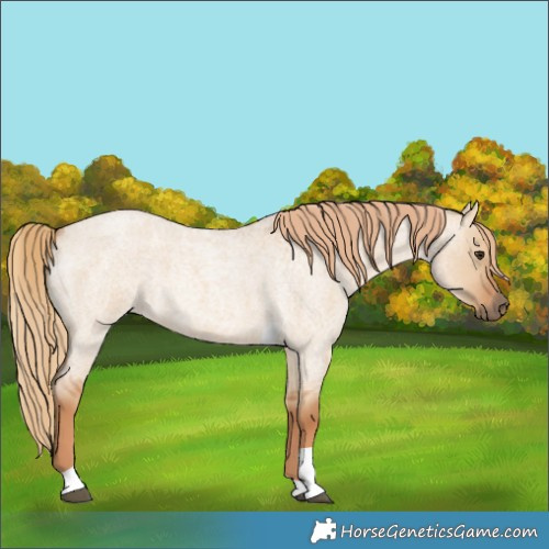 Horse Color:Red Dun Roan Tobiano