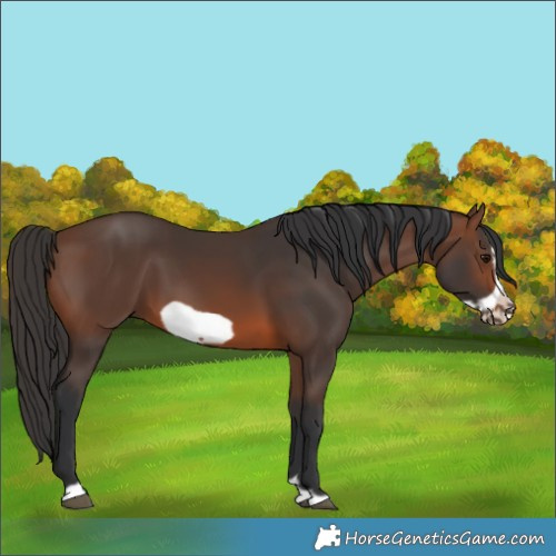Horse Color:Brown Frame 